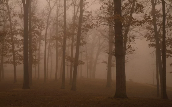A serene scene of tall trees shrouded in fog, capturing the essence of nature's tranquility. This HD image serves as a captivating wallpaper for your desktop background.