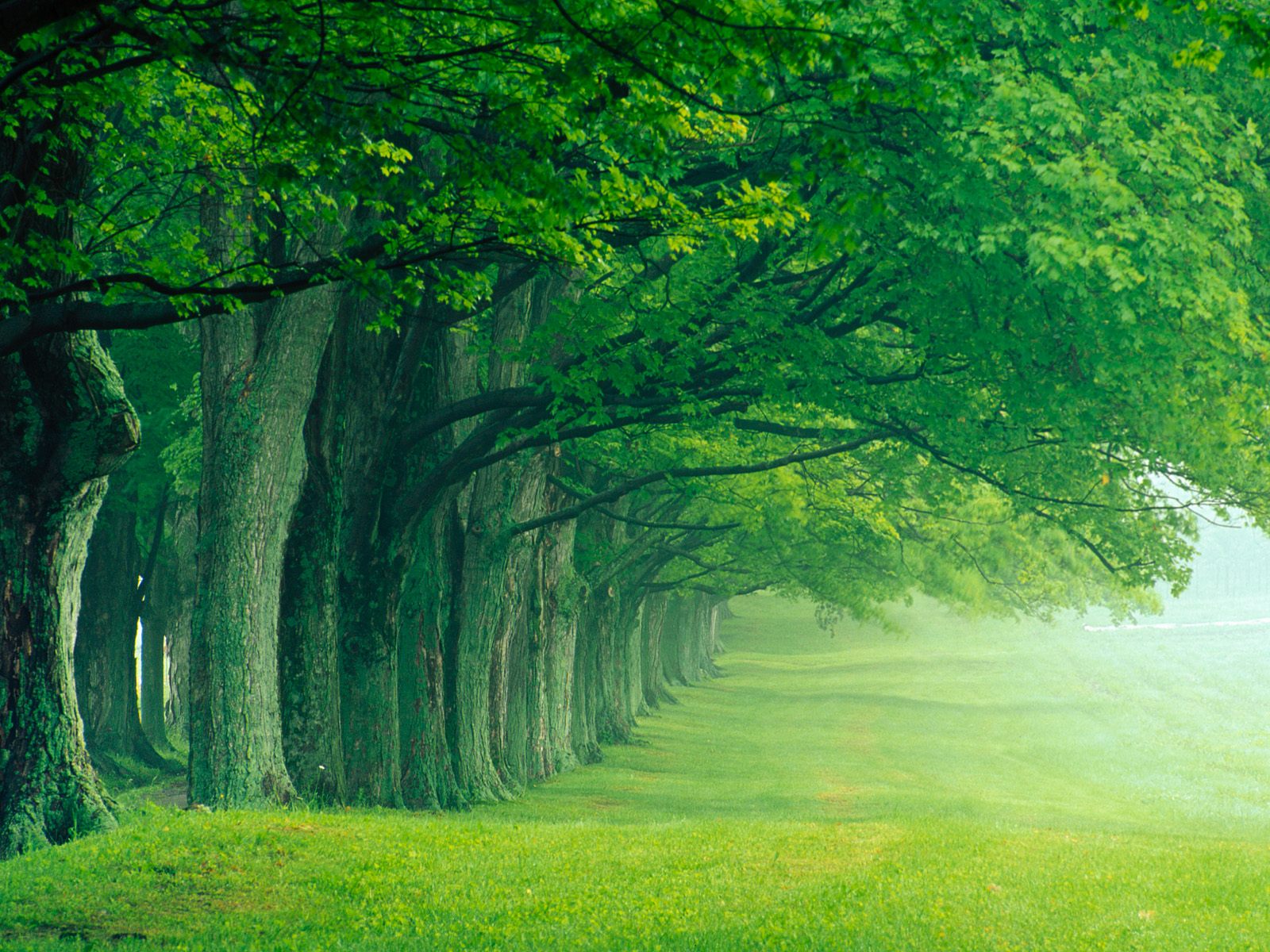 green forest wallpaper hd