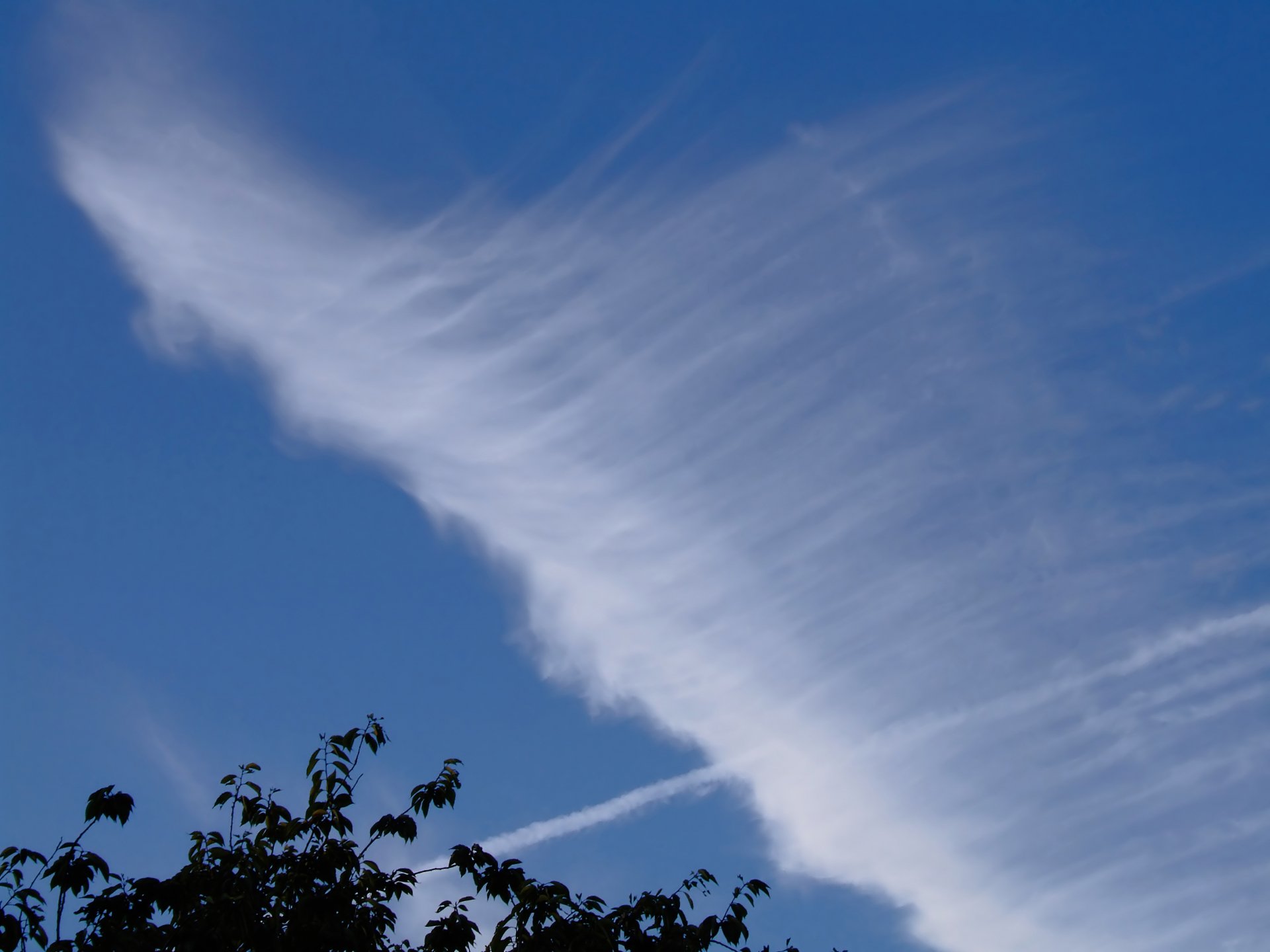 HD PC desktop wallpaper featuring a clear blue sky with wispy white clouds and tree branches silhouetted against the horizon, capturing serene natural beauty.