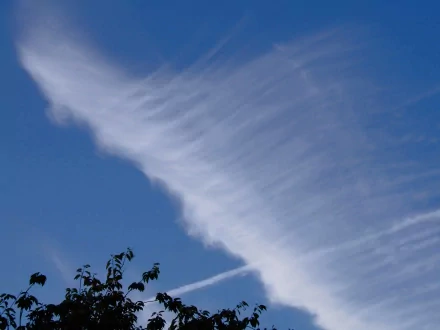 HD PC desktop wallpaper featuring a clear blue sky with wispy white clouds and tree branches silhouetted against the horizon, capturing serene natural beauty.