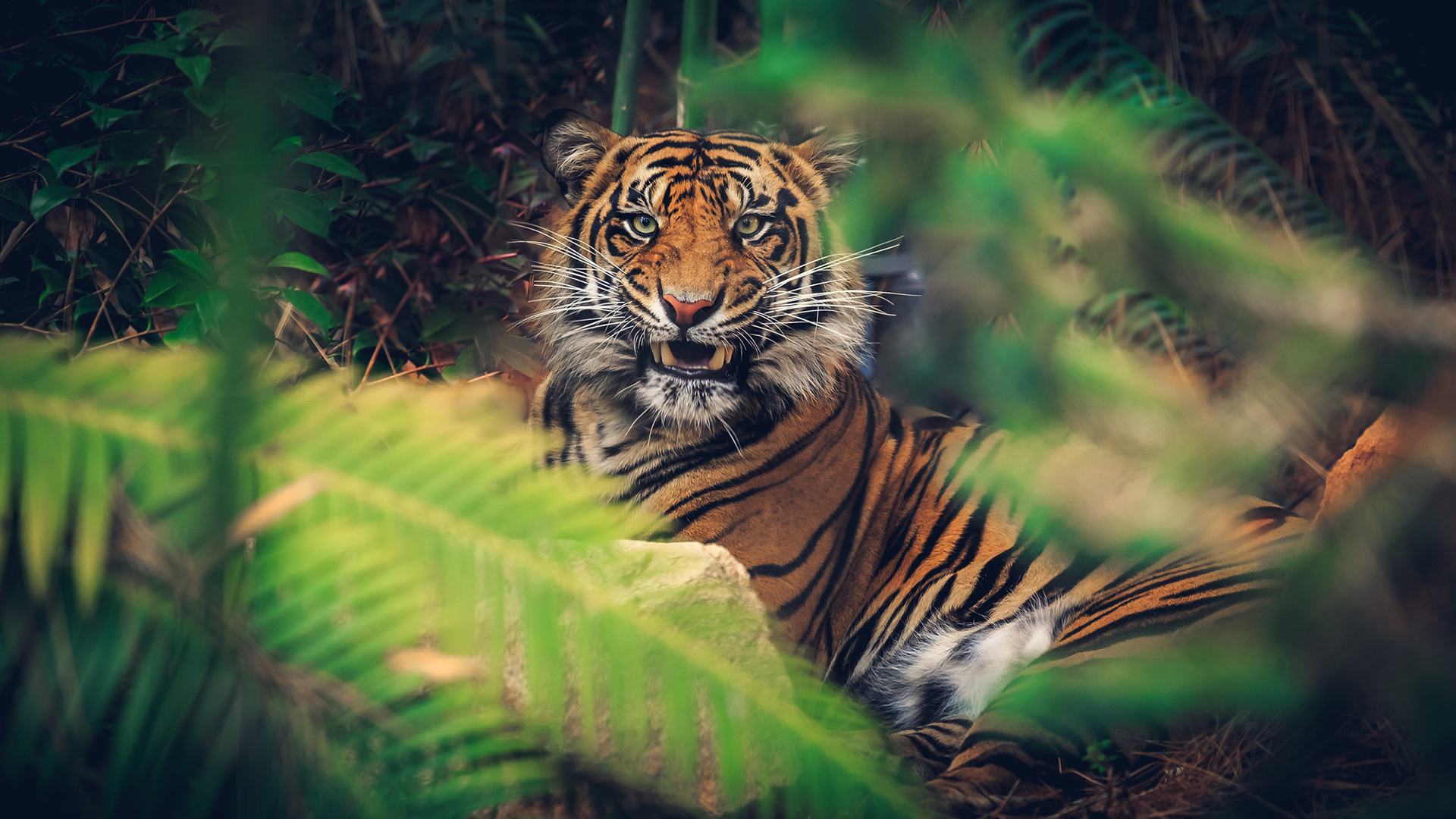 Tiger Full Hd Wallpaper And Background Image | 1920X1080 | Id:551961