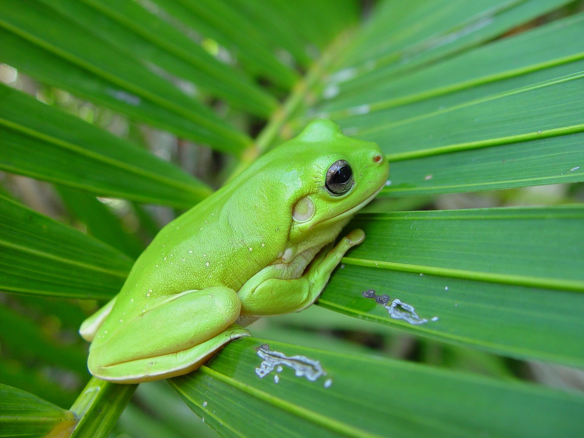 Download Green Tree Frog Frog Animal White-lipped Tree Frog HD Wallpaper