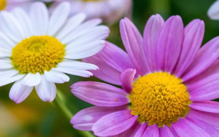 nature daisy HD Desktop Wallpaper | Background Image