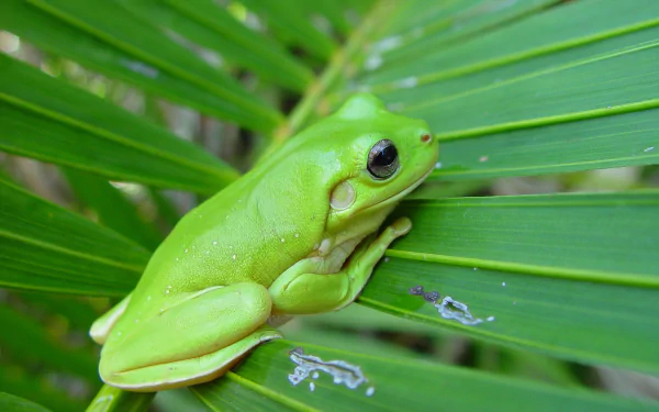  Green Tree Frog