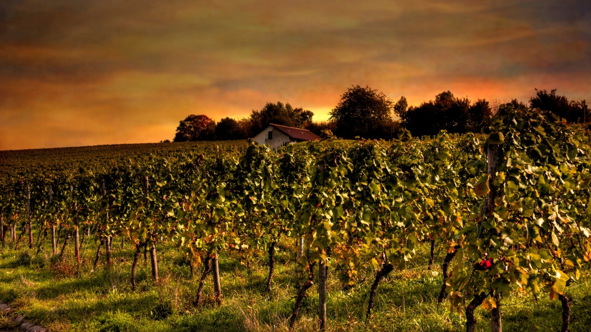 Download Man Made Vineyard HD Wallpaper