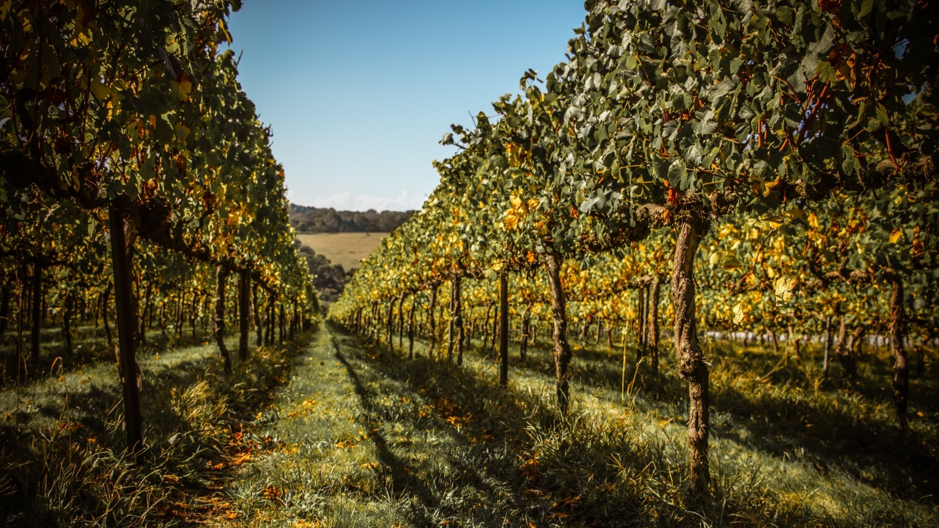 Download Man Made Vineyard HD Wallpaper