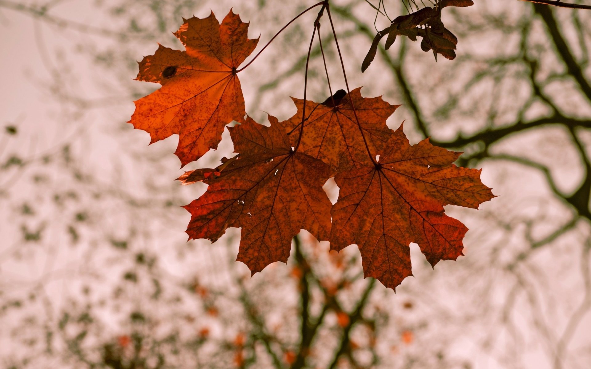 Leaf HD Wallpaper | Background Image | 2880x1800