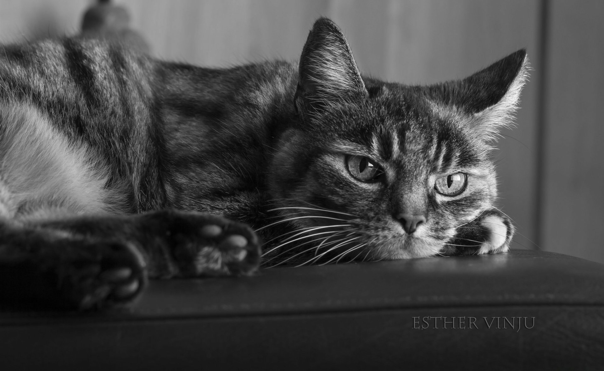 Download Animal Cat HD Wallpaper by esther vinju