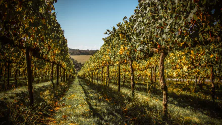 man made vineyard HD Desktop Wallpaper | Background Image