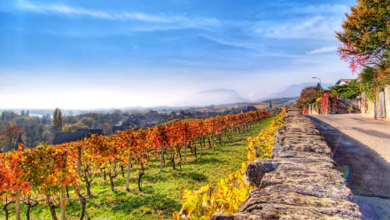 man made vineyard HD Desktop Wallpaper | Background Image