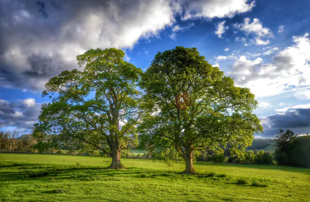 cloud tree oak nature oak tree HD Desktop Wallpaper | Background Image