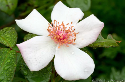  Dogrose by Vince Drobney