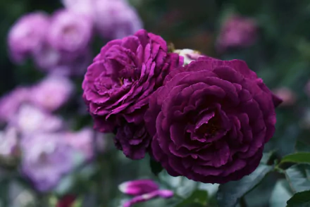 HD desktop wallpaper featuring vibrant purple roses in full bloom against a softly blurred natural background.