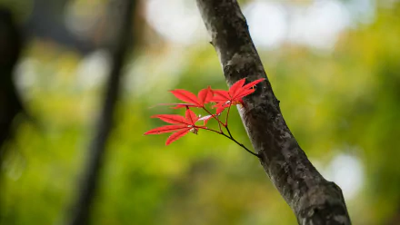 A close-up of vibrant red leaves on a tree branch against a soft, blurred green background, captured in stunning 4K Ultra HD for a nature-themed desktop wallpaper.