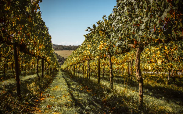 man made vineyard HD Desktop Wallpaper | Background Image