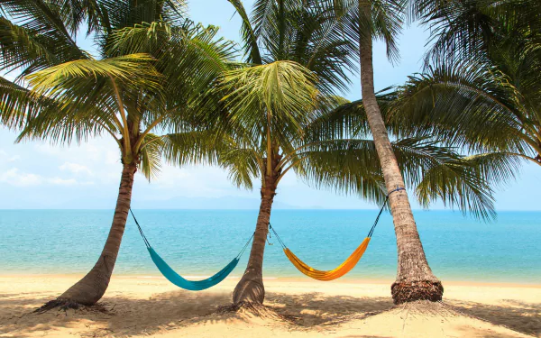 2K Quad HD PC desktop wallpaper/background: two man-made hammocks strung between palm trees on a tropical beach, sea horizon, holiday resting scene.