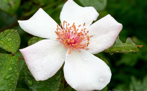  Dogrose by Vince Drobney