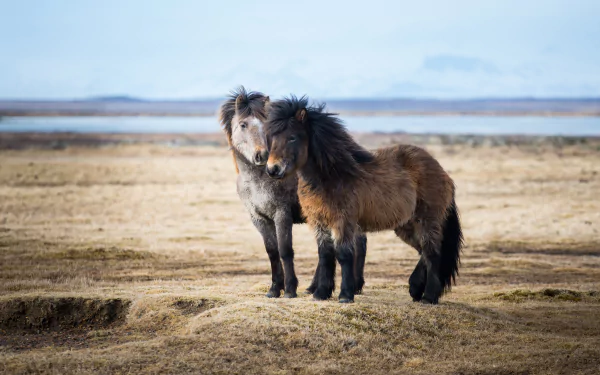 Two horses stand together in a vast, open landscape, showcasing their beautiful, thick manes against a backdrop of soft earth tones and a serene sky. A captivating HD desktop wallpaper.