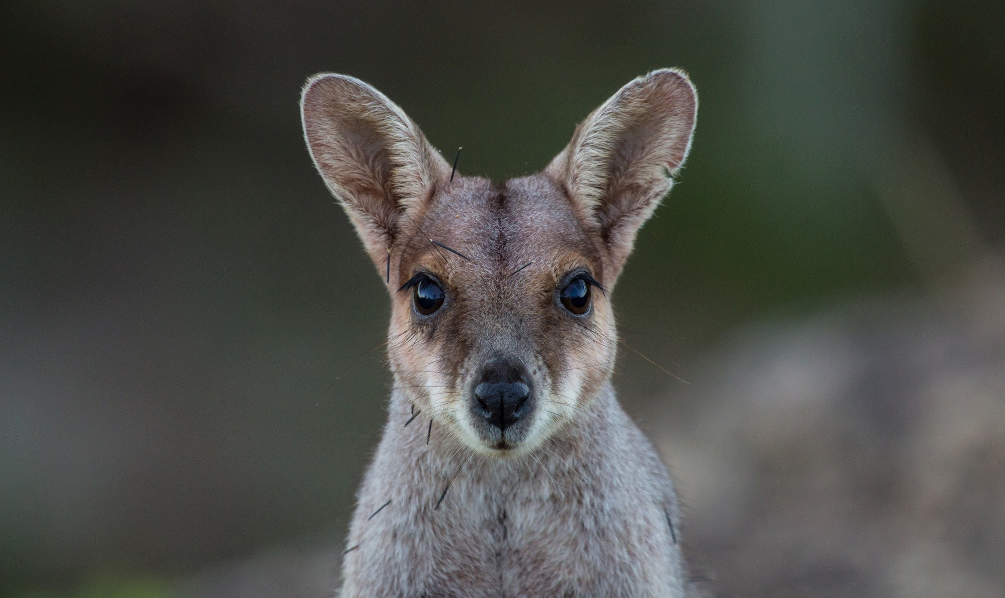 Purple-Necked Rock-Wallaby by Ryan Francis