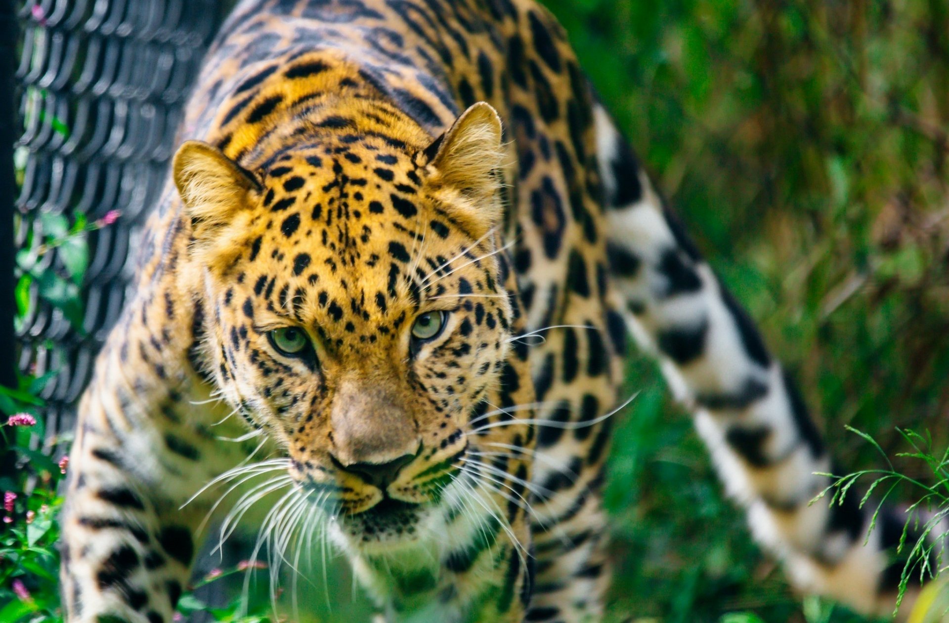 HD PC desktop wallpaper/background: close-up of a leopard with an intense gaze, an animal prowling through green foliage.