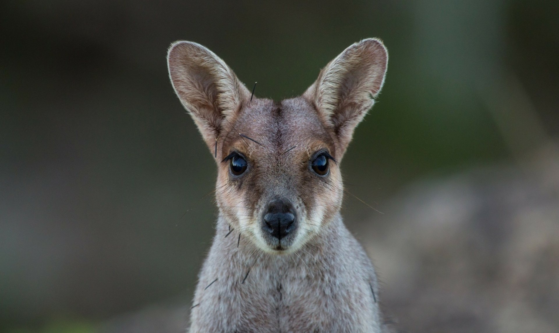HD PC desktop wallpaper: close-up animal portrait of a wallaby — a small kangaroo — gazing toward the camera against a softly blurred natural background.