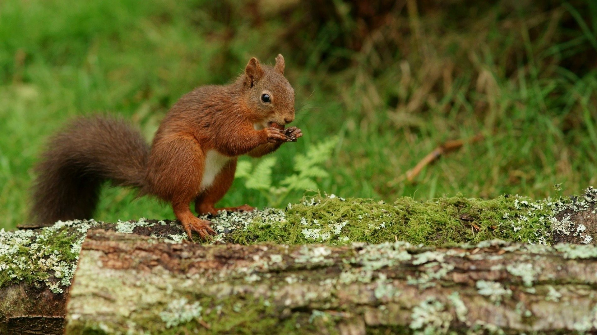 Download Animal Squirrel HD Wallpaper