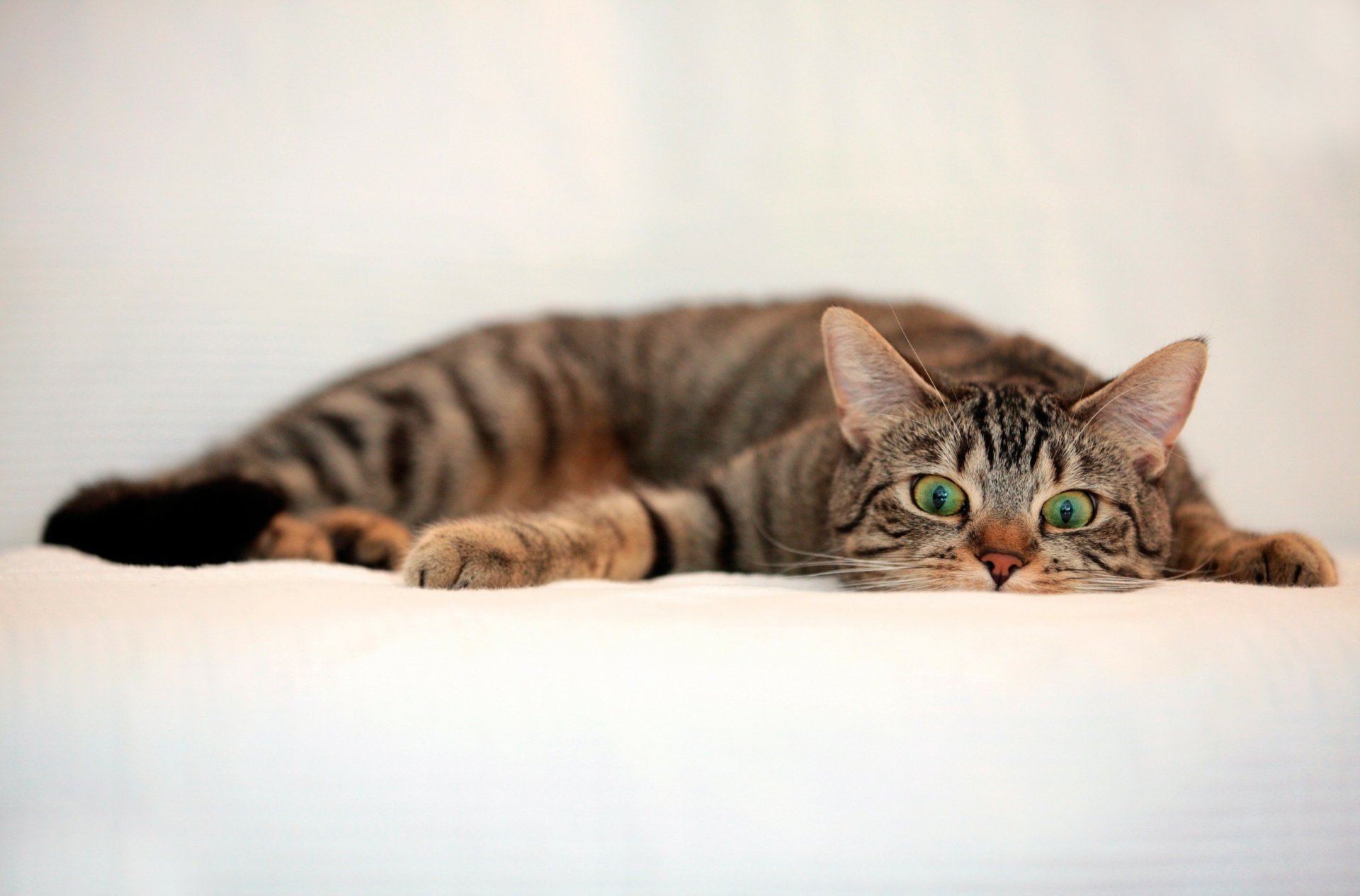 HD desktop wallpaper featuring a funny tabby cat with wide green eyes, lying flat on a white surface.
