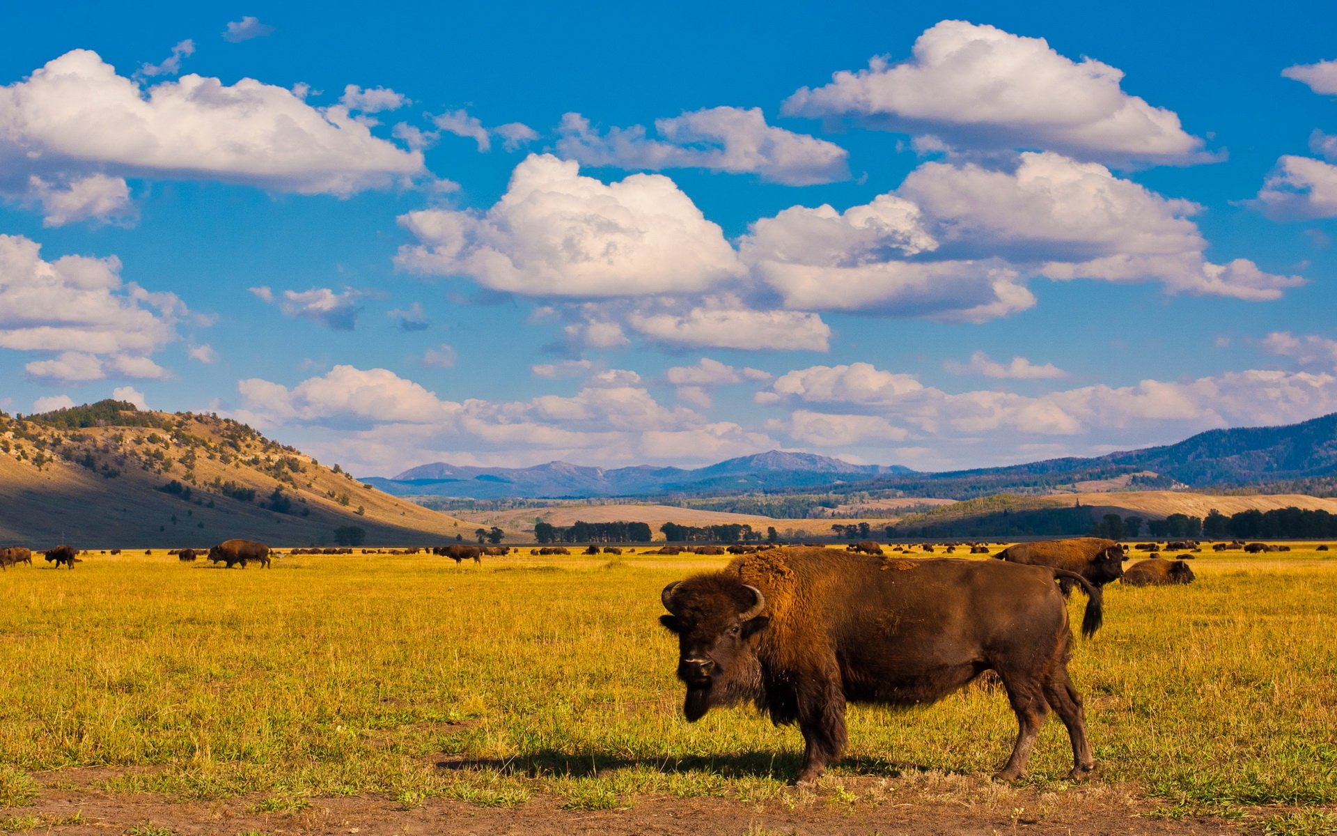 Yellowstone National Park Desktop Wallpapers 4k Hd Ye - vrogue.co