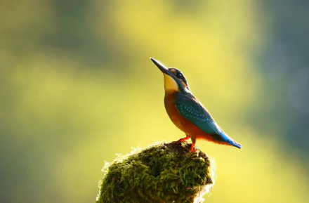 HD desktop wallpaper featuring a vibrant kingfisher perched on a mossy branch against a softly blurred green and yellow background.
