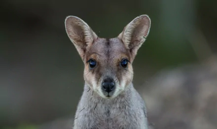 HD PC desktop wallpaper: close-up animal portrait of a wallaby — a small kangaroo — gazing toward the camera against a softly blurred natural background.