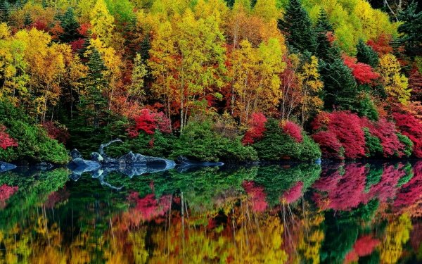 Nature Forest Fall Reflection HD Wallpaper | Background Image