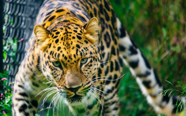 HD PC desktop wallpaper/background: close-up of a leopard with an intense gaze, an animal prowling through green foliage.