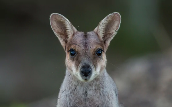 HD PC desktop wallpaper: close-up animal portrait of a wallaby — a small kangaroo — gazing toward the camera against a softly blurred natural background.