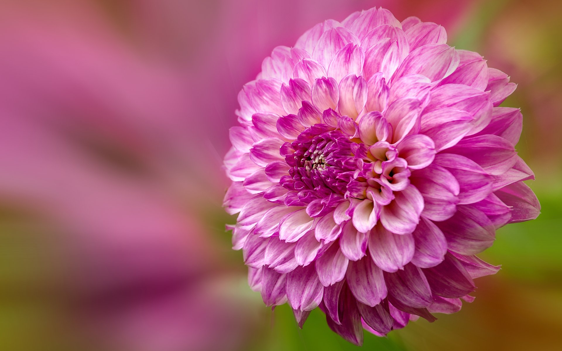 Flower 4k Ultra HD Wallpaper | Background Image | 5120x3200