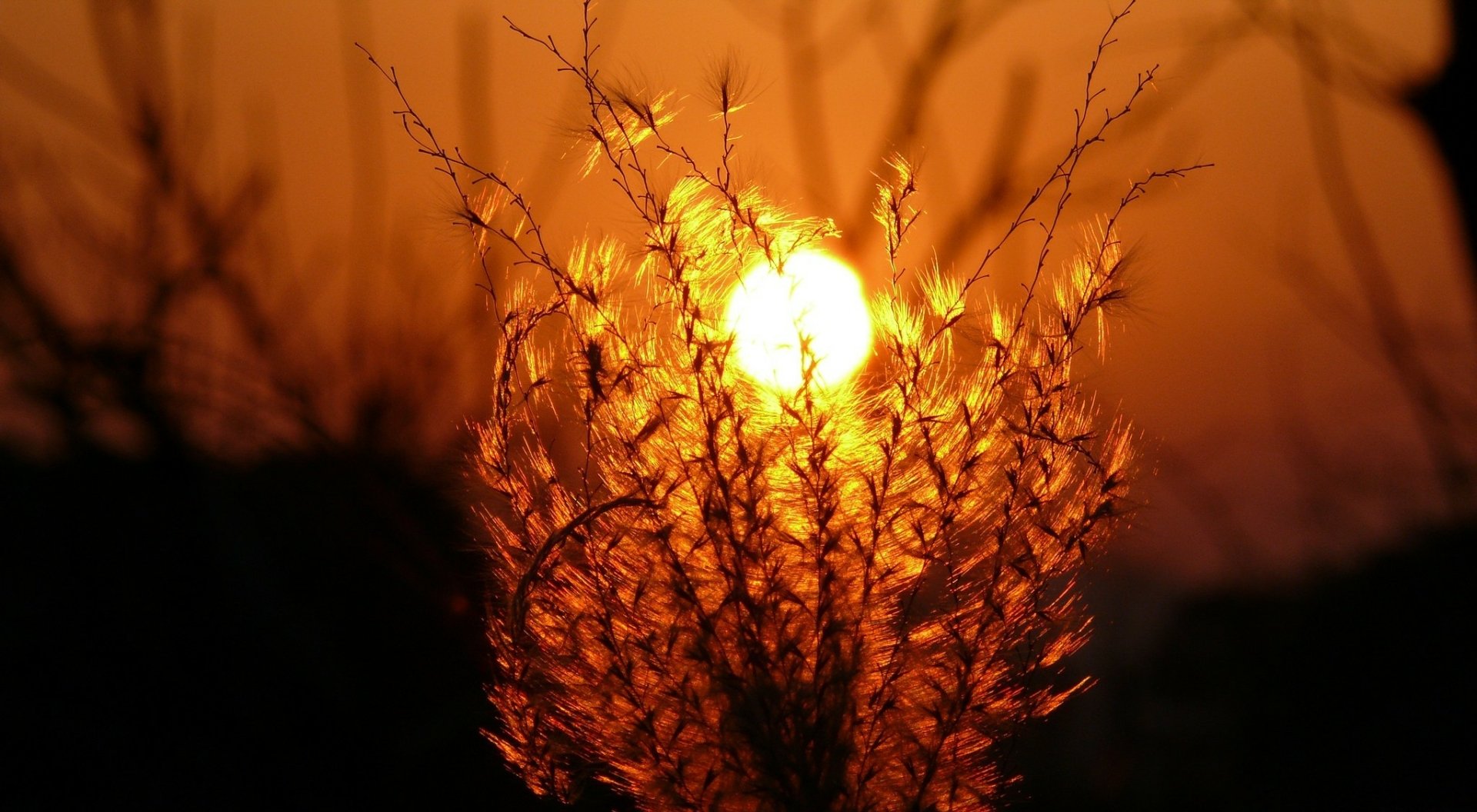 Download Grass Nature Sunset HD Wallpaper | 2048x1126 | Wallpaper Abyss