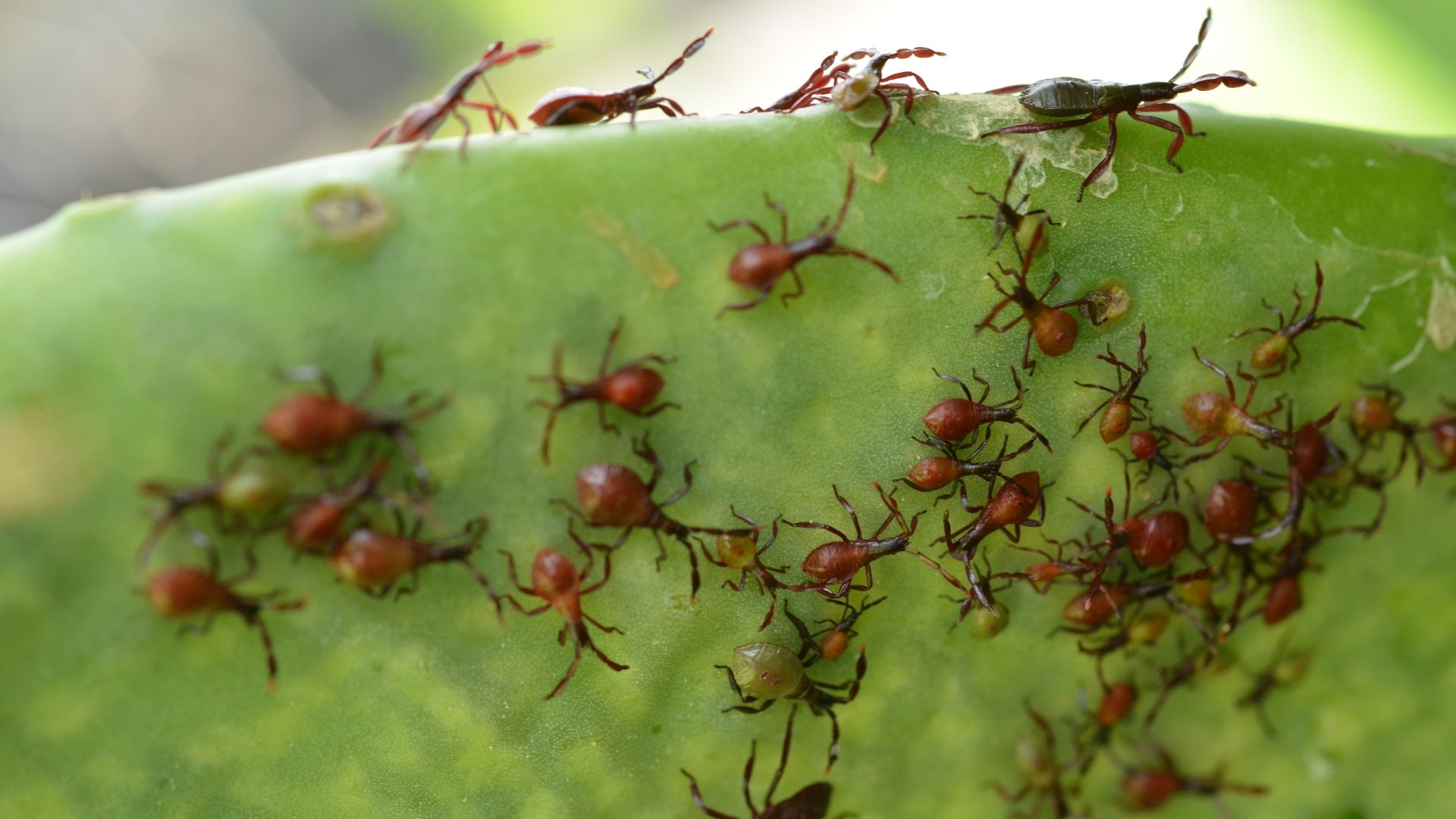 Download Animal Insect 4k Ultra HD Wallpaper