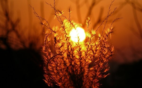 Earth Sunset Grass HD Wallpaper | Background Image