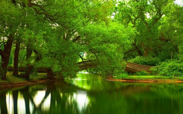 Earth River Tree Bridge Summer Pond Green Forest HD Wallpaper | Background Image