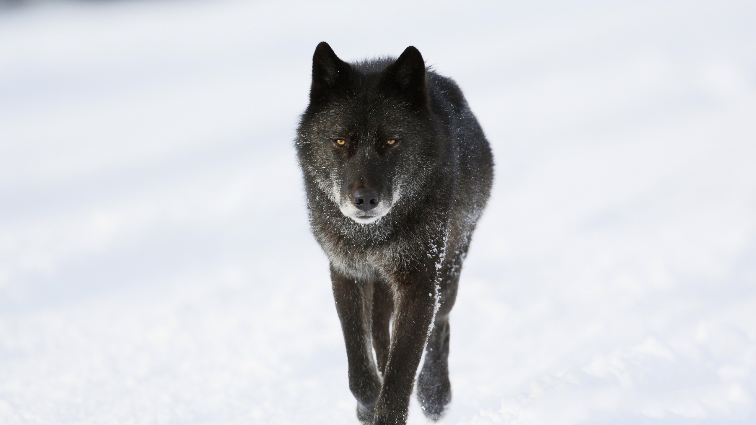 black timber wolf