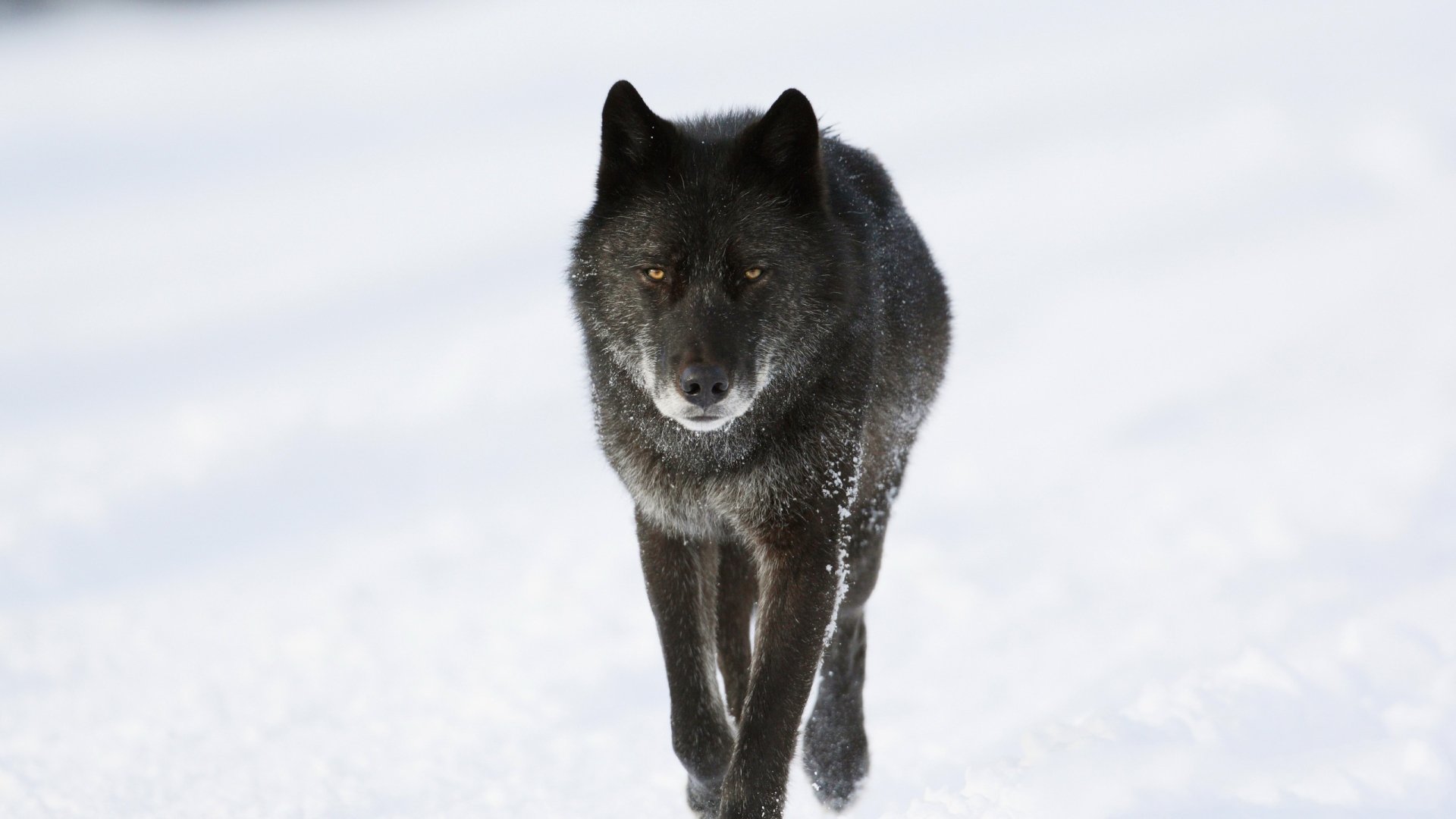 Majestic Wolf HD Wallpaper: Nature's Shadows in Snow