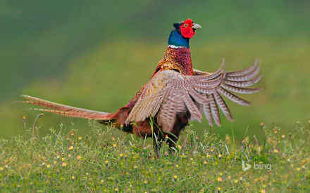 A vibrant pheasant spreading its wings in a grassy field, captured in HD for a striking PC desktop wallpaper and background.
