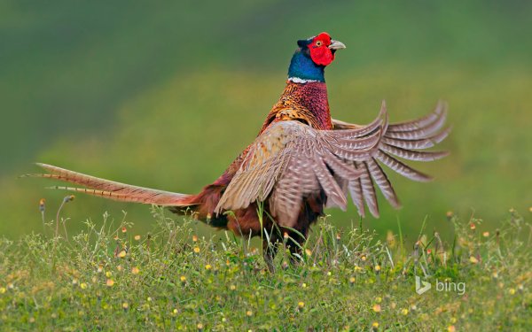 Animal Pheasant Birds Galliformes Bird HD Wallpaper | Background Image