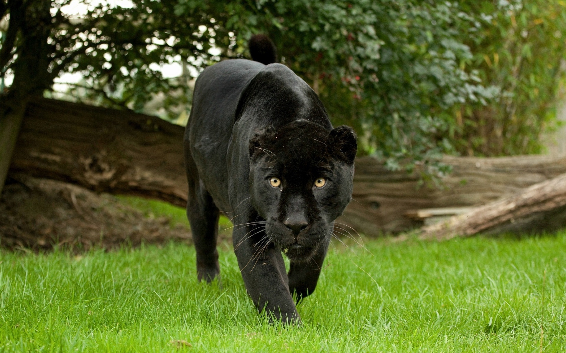 black jaguar animal wallpaper