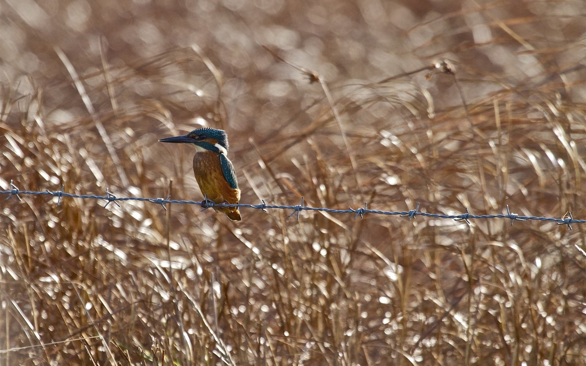 Kingfisher HD Wallpaper