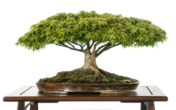 4K Ultra HD Nature Bonsai Wallpaper | 3840x2160 | Wallpaper Abyss