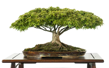 HD desktop wallpaper featuring a beautifully crafted bonsai tree with vibrant green foliage, set on a wooden platform, capturing the essence of nature in a compact form.