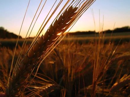 A close-up of golden wheat glistening in the sunlight, set against a serene natural background, creating a tranquil and beautiful HD desktop wallpaper.