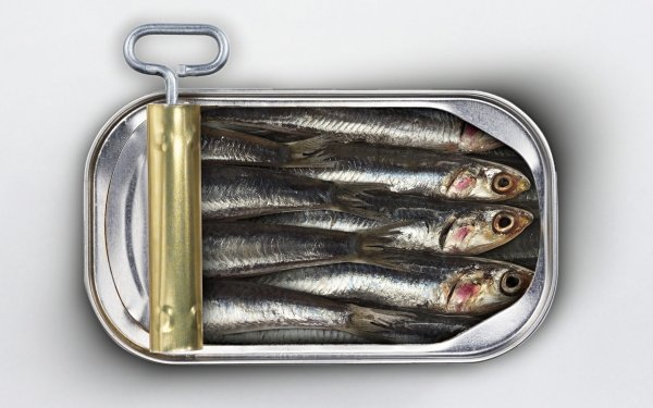 Sardines HD Wallpapers | Background Images