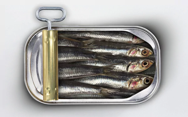 food sardine HD Desktop Wallpaper | Background Image