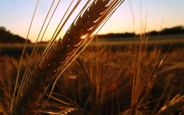 nature wheat HD Desktop Wallpaper | Background Image